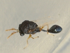 Pseudochalcura gibbosa