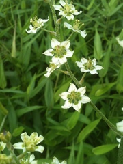 Veratrum hybridum