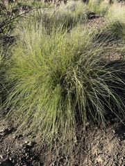 Muhlenbergia rigens