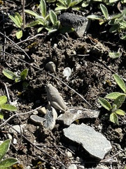 Brachaspis robustus