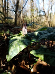 Trillium underwoodii