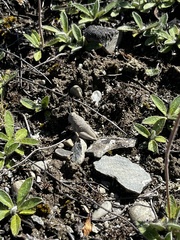 Brachaspis robustus