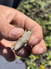Brachaspis robustus