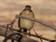 Phoenicurus auroreus