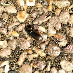 Harpalus
