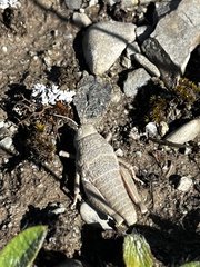 Brachaspis robustus