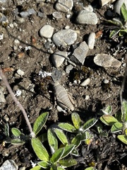 Brachaspis robustus