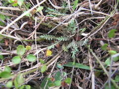 Lepidium solandri