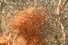 Cuscuta californica