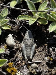Brachaspis robustus