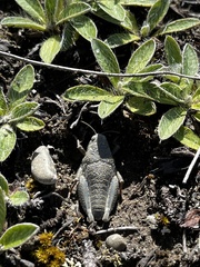 Brachaspis robustus