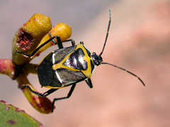 Commius elegans