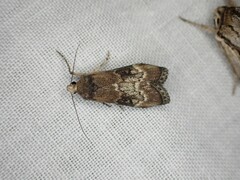 Heteromicta tripartitella