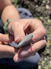 Brachaspis robustus