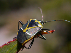 Commius elegans