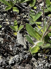 Brachaspis robustus