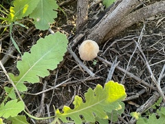Battarrea phalloides