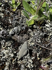 Brachaspis robustus