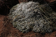 Helichrysum caespititium