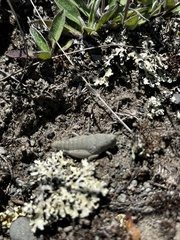 Brachaspis robustus