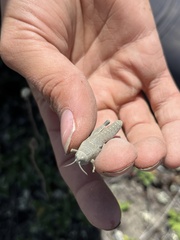 Brachaspis robustus