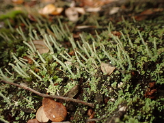 Cladonia glebosa