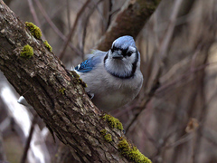 Cyanocitta cristata image