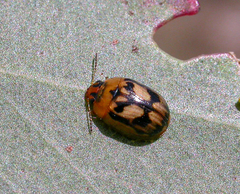 Peltoschema hamadryas