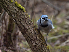 Cyanocitta cristata image