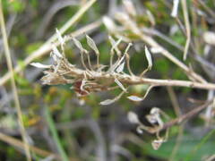 Lepidium solandri