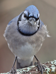 Cyanocitta cristata image