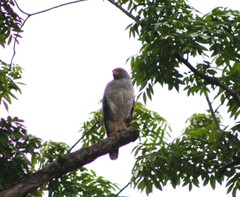 Rupornis magnirostris
