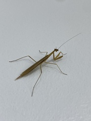 Eumusonia