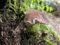 Jahnoporus hirtus