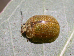 Paropsisterna cloelia