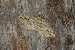 Syneora fractata