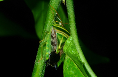 Edessa collaris-group