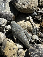 Brachaspis robustus