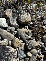 Brachaspis robustus