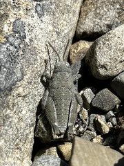 Brachaspis robustus