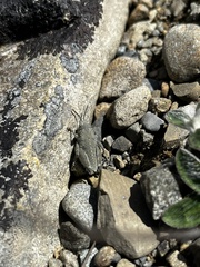 Brachaspis robustus
