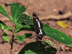 Castilia griseobasalis