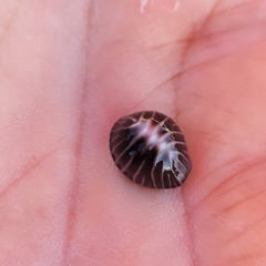 Pseudopusula californiana