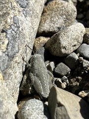 Brachaspis robustus
