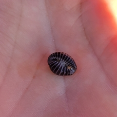 Pseudopusula californiana