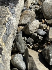 Brachaspis robustus