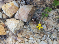 Goodenia hederacea