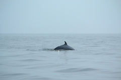 Balaenoptera acutorostrata