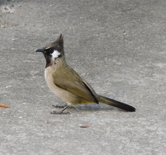 Pycnonotus leucogenys