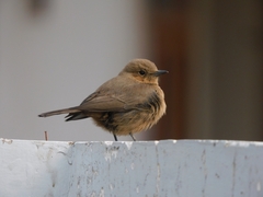 Oenanthe fusca